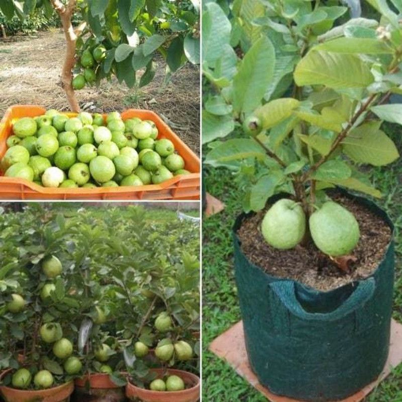XOLDA Hybrid Guava Seed  (68 per packet)