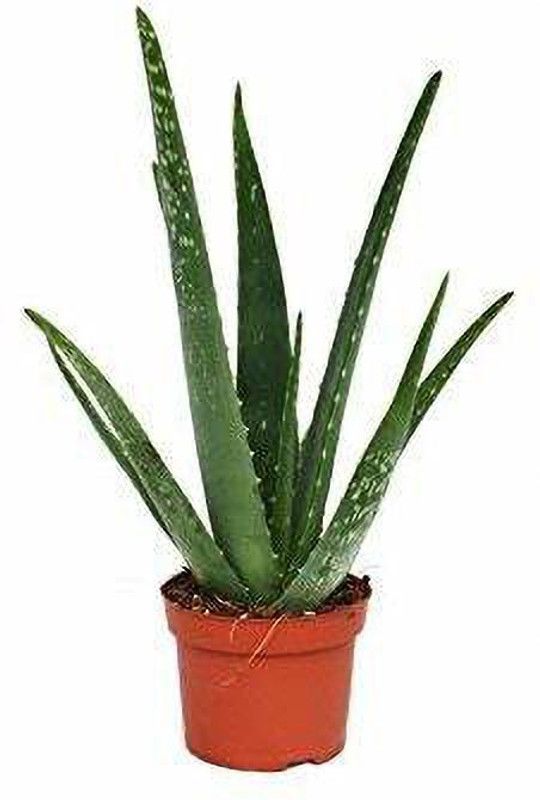 POTSANDPLANTS Aloe Vera Plant  (Hybrid, Pack of 1)