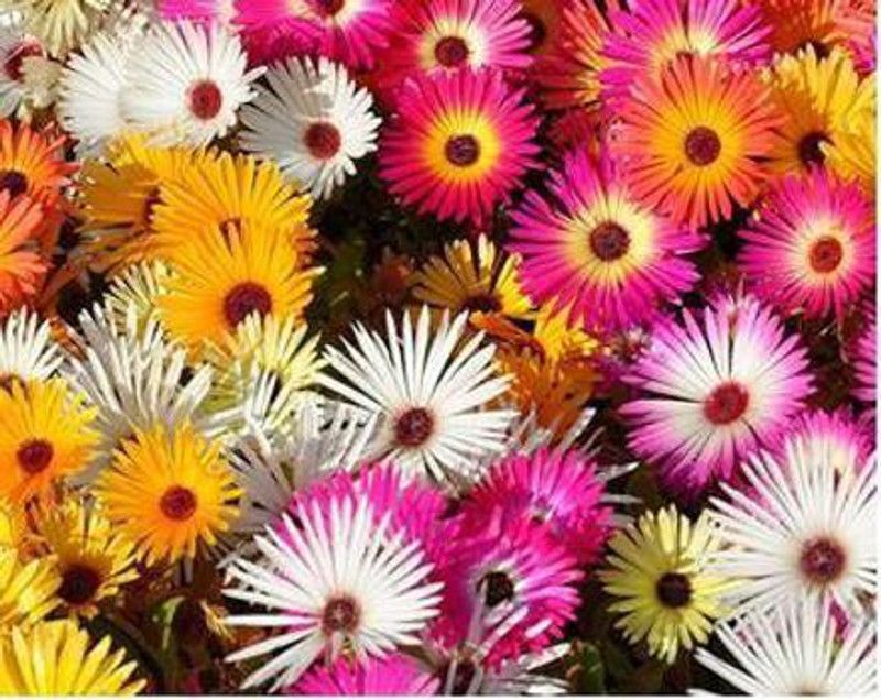 KANAYA Mesembryanthemum Flower Seed  (10 per packet)