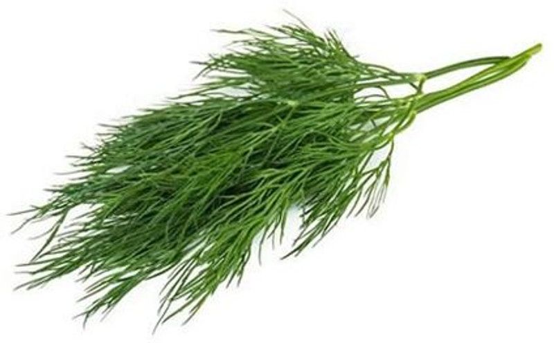 Nodoc Organic soya dill Seed  (39 per packet)