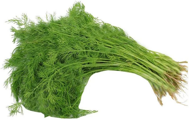 XOLDA Soya Dill Seed  (46 per packet)
