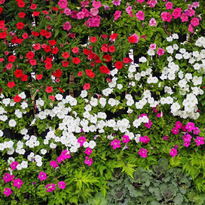 XOLDA Vinca Dwarf Mix Seed  (43 per packet)