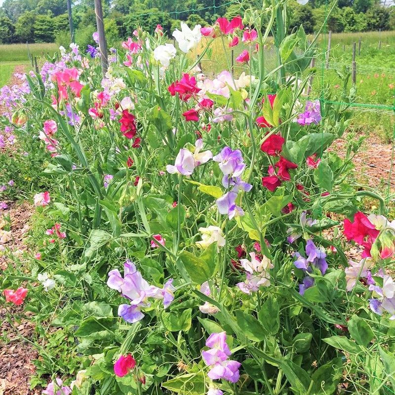 WILLVINE NBIR-702 Royal Mix Sweet Pea Seeds Seed  (50 per packet)