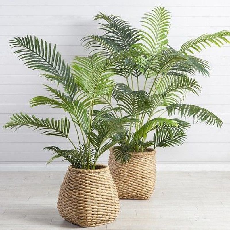 EliteGreen Areca Palm  (Hybrid, Pack of 2)