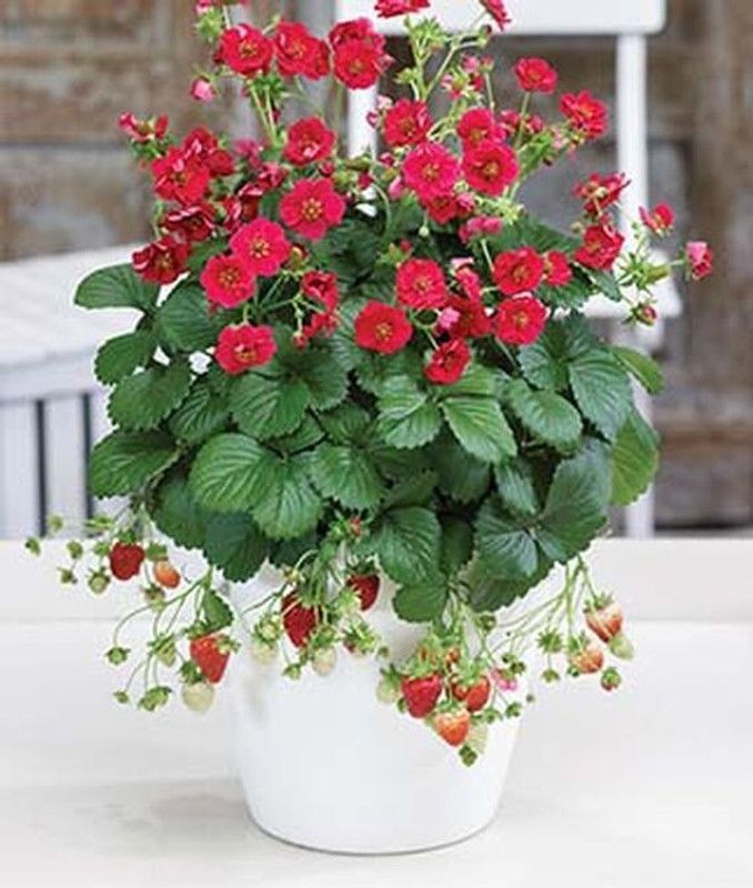 VibeX Deep Rose Strawberry Seed  (60 per packet)