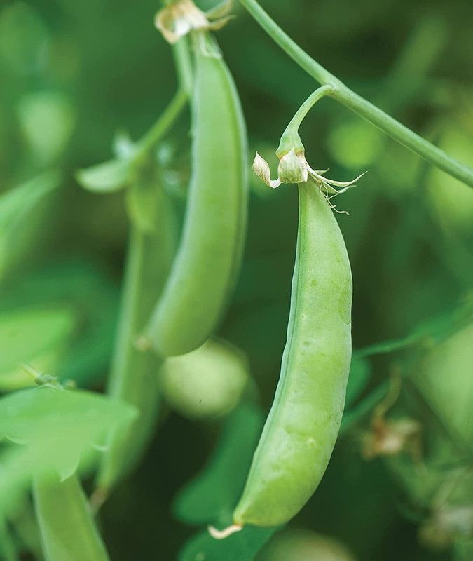 WILLVINE GBPUT-10 Sugar Snap Pea Seeds Seed  (100 per packet)