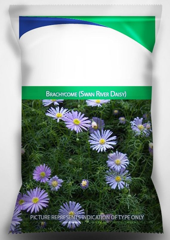 CYBEXIS Brachycome (Swan River Daisy) Seeds Seed  (50 per packet)