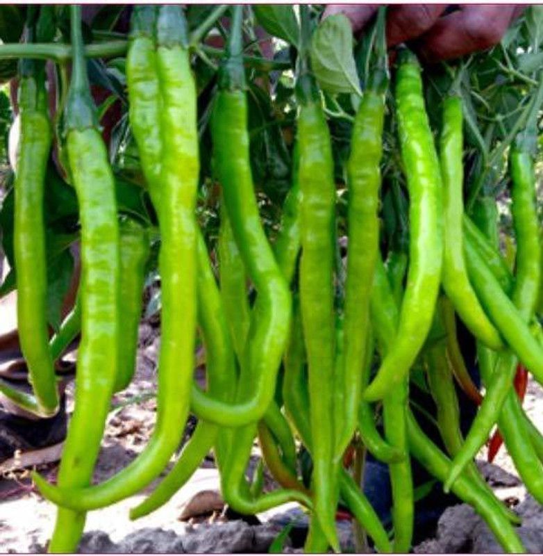 WILLVINE Chillies Green Seeds Seed  (500 per packet)