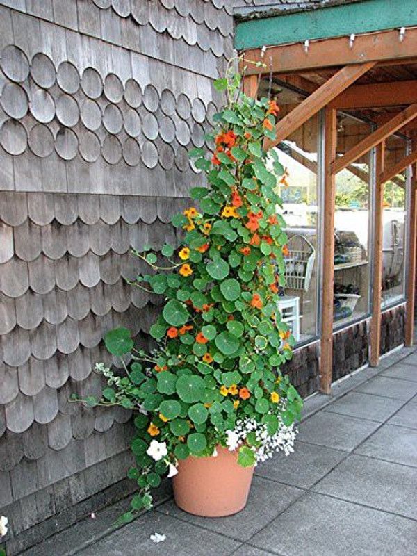 CYBEXIS Nasturtium Best Mix Garden Seeds Seed  (50 per packet)
