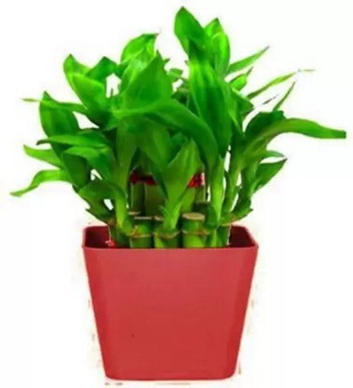 MAA Bamboo, Lucky bamboo Seed  (150 per packet)