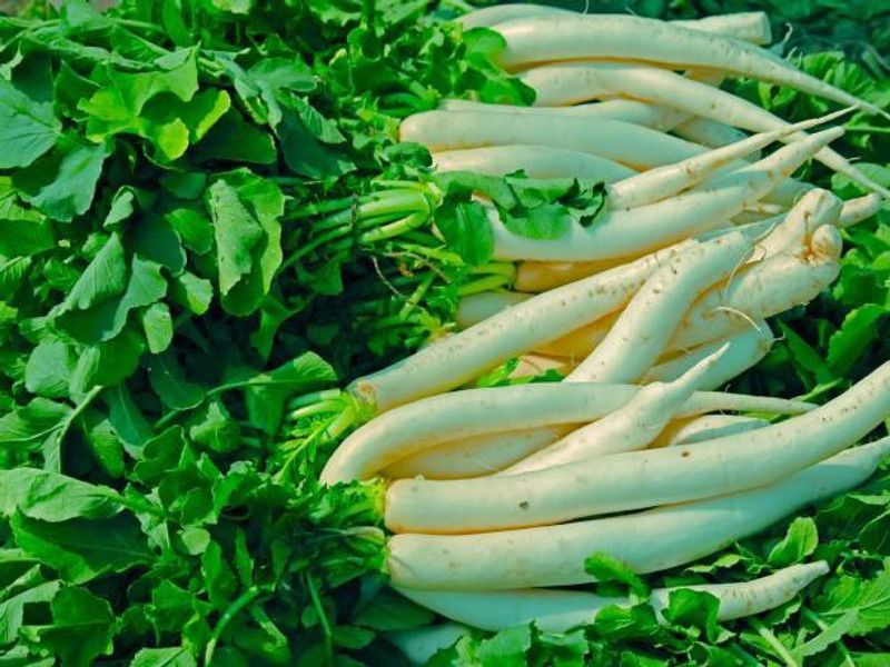 Paudha Radish Seed  (20 per packet)