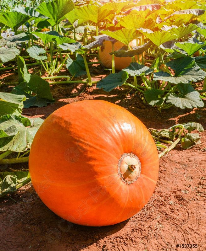 Paudha Pumpkin Kaddoo Seed  (26 per packet)