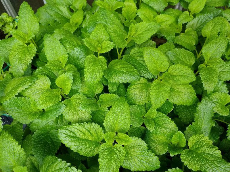 Mozette Balm mint herbs Seed  (45 per packet)
