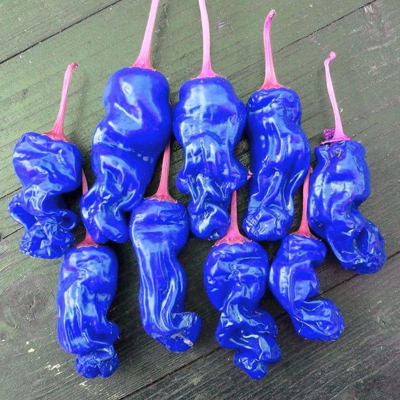 CYBEXIS Good Germination Pure Natural Organic Blue Chilli Pepper Seeds-300 Seeds Seed  (300 per packet)