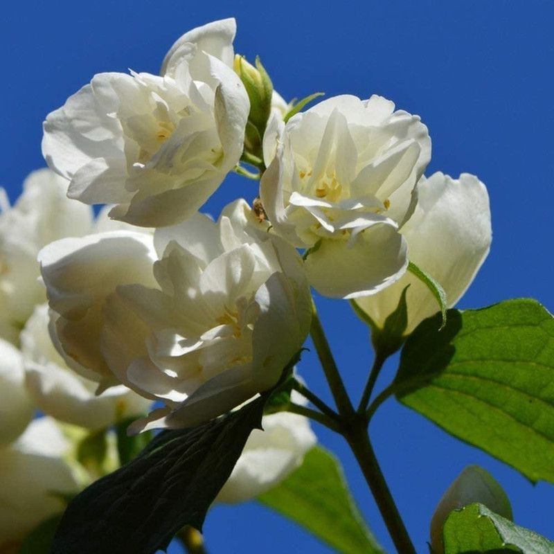 WILLVINE Embellishmen Jasmine Seeds Seed  (100 per packet)