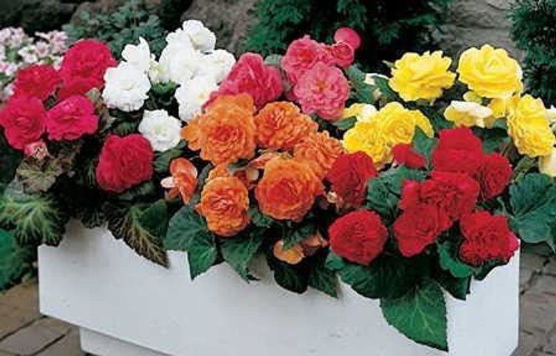 CYBEXIS Mix Begonia Seeds Seed  (25 per packet)