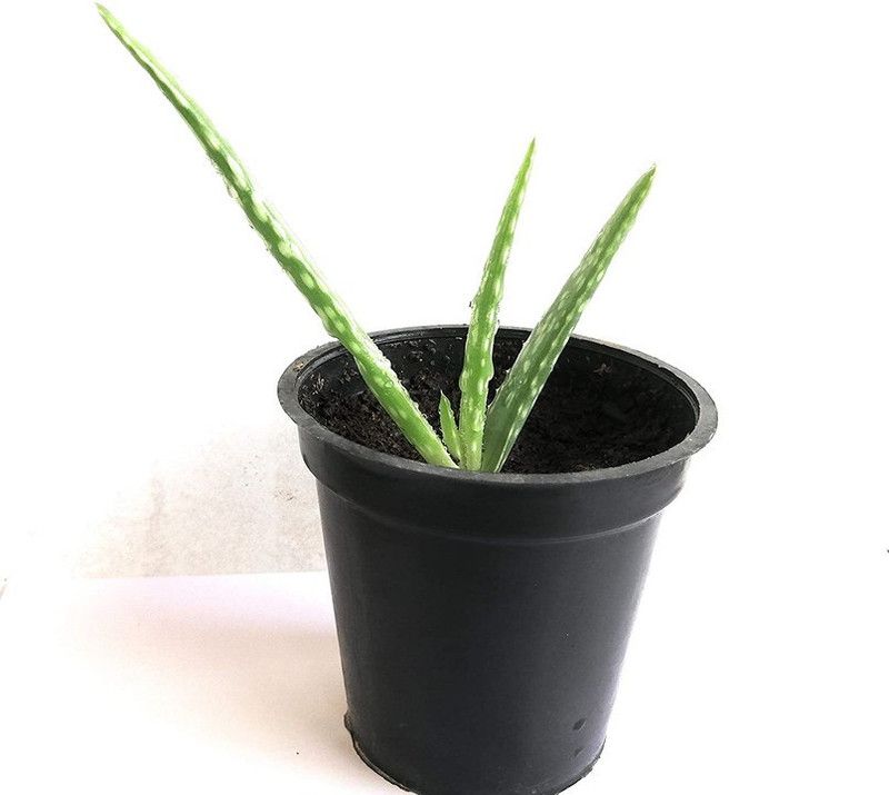 APRIX Aloe Vera Plant  (Hybrid, Pack of 1)