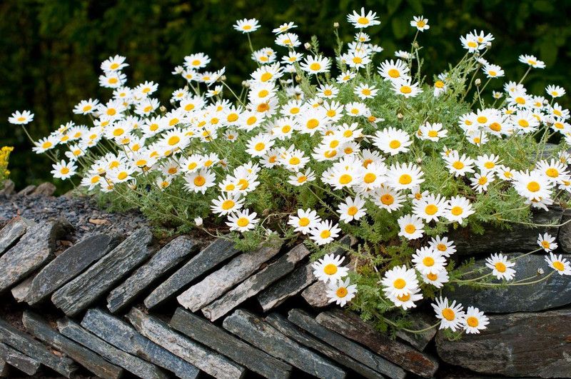 CYBEXIS Anthemis carpatica Snow Carpet Seeds, White Marguerite Daisy Seed  (1 g)