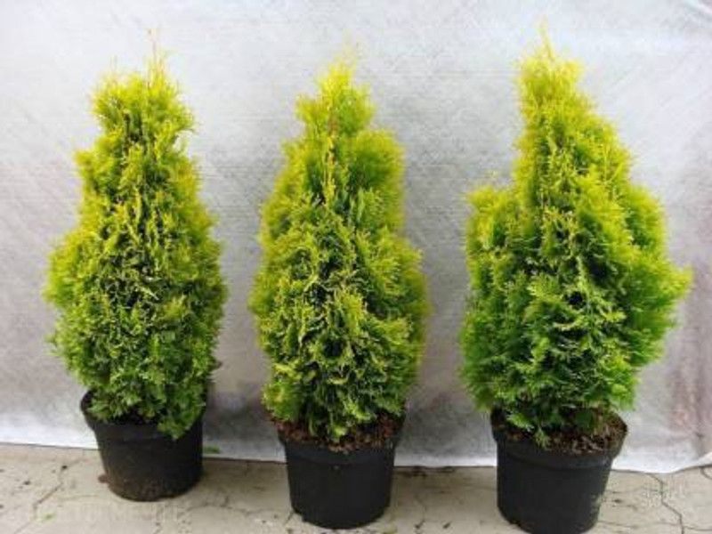 greengrow Platycladus/Morpankhi Plant  (Pack of 3)