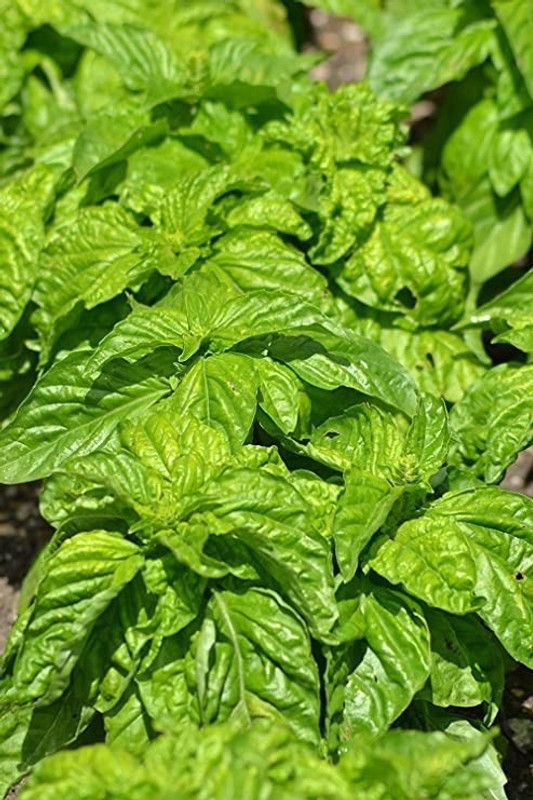 WILLVINE XLL-14 Bolloso Napoletano Basil Seed  (2000 per packet)