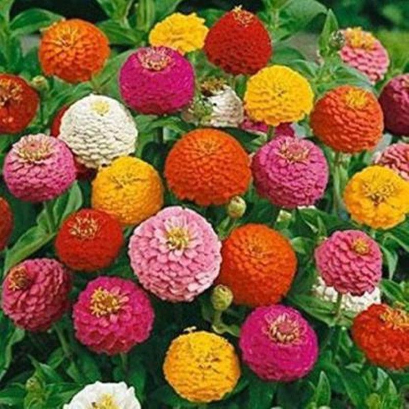 PEARL zinnia mix flower( 170 Seeds ) Seed  (170 per packet)