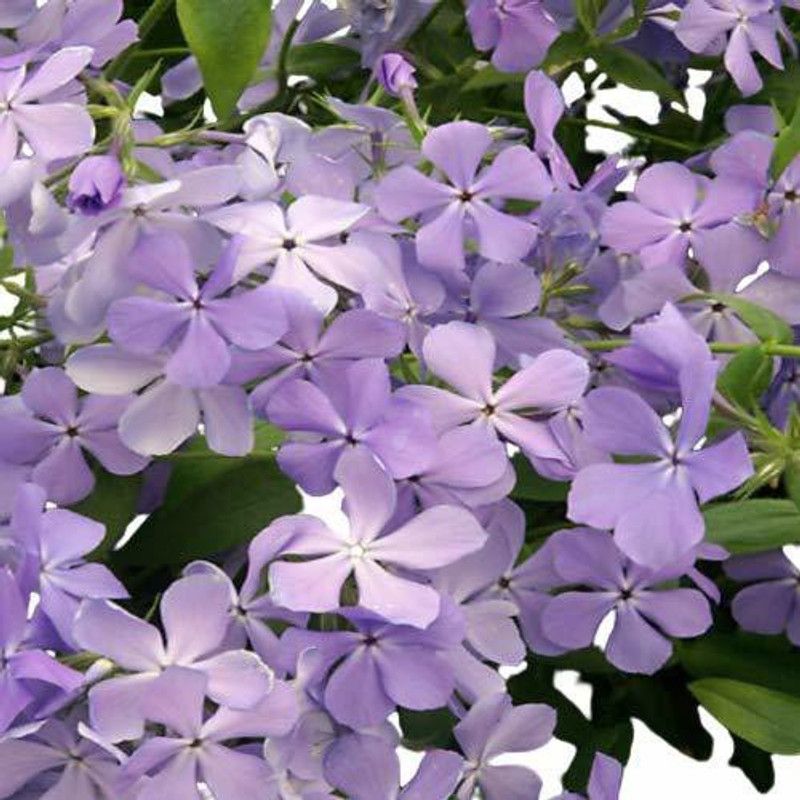 CYBEXIS Phlox Beauty Blue Flowering Seeds Seed  (50 per packet)