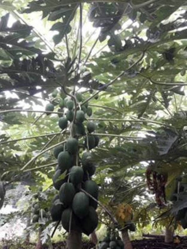 Green Garden Red Lady 786 Papaya Taiwan Seeds F1 Hybrid Papaya( 20 Gram Seeds ) Seed  (1200 per packet)
