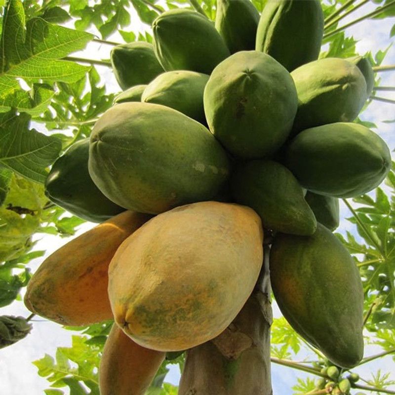 KANISHQ papaya Seed  (50 per packet)