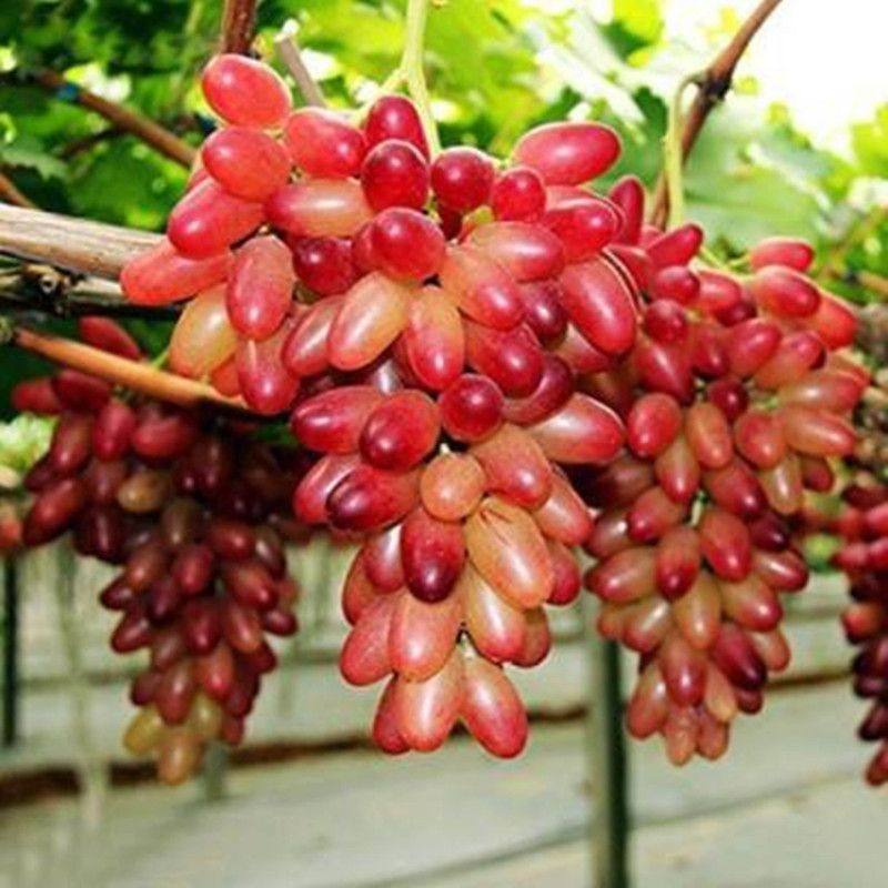 PEARL Grape Seed( 40 Seeds ) Seed  (40 per packet)