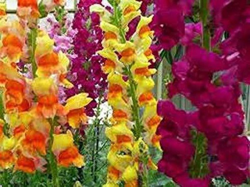 CYBEXIS Antirrhinum Majus Garden Seeds For Plants Seed  (50 per packet)