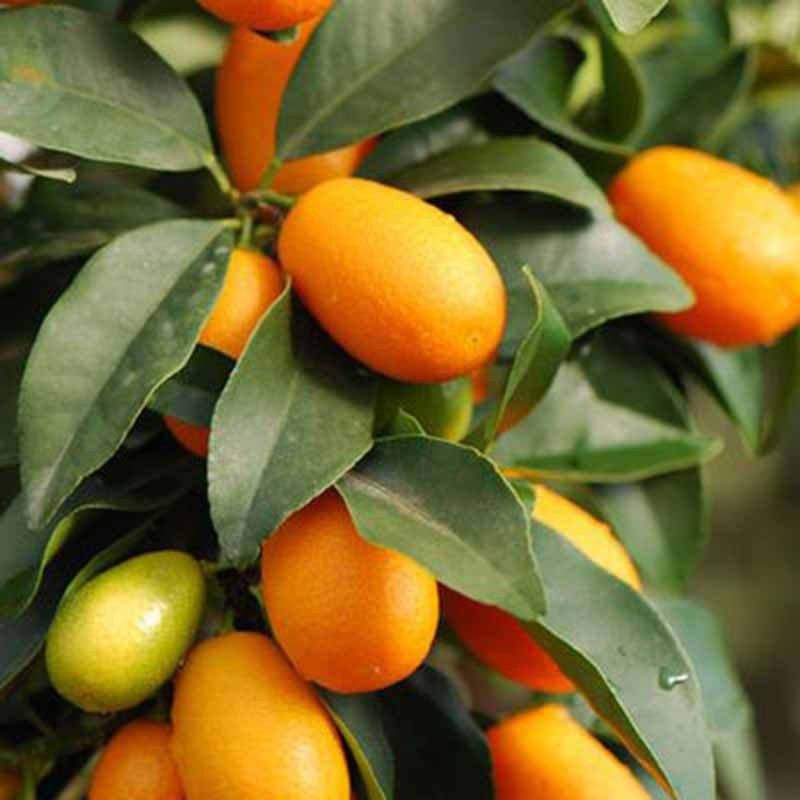 Klone Sweet Lemon / Kumquat(Grafted) - Fruit Seeds Seed  (15 per packet)