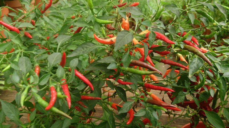 CooPany HIGH YIELDING CHILLI SEEDS / MILAGAI SEEDS Seed  (50 per packet)