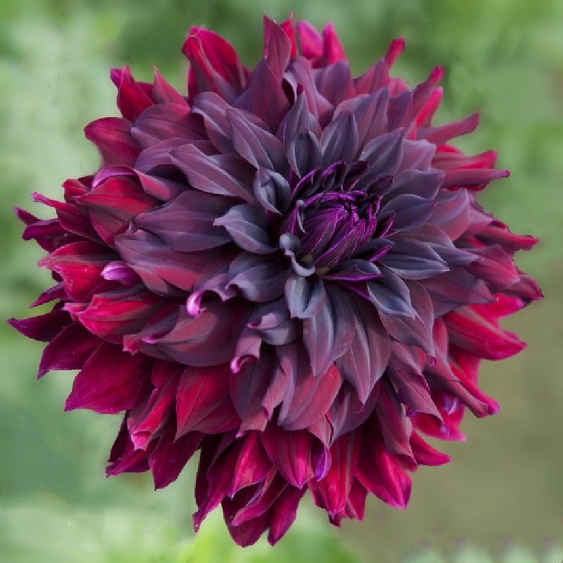FERNSFLY® IMP. Dahlia | Dhalia | Dahalia Perennial Flower Bulbs Excellent Quality Attractive Aromatic Flower Home Outdoor Gardening Flowering Bulbs (Pack of 12 The Rip City Dahlia) Seed  (12 per packet)