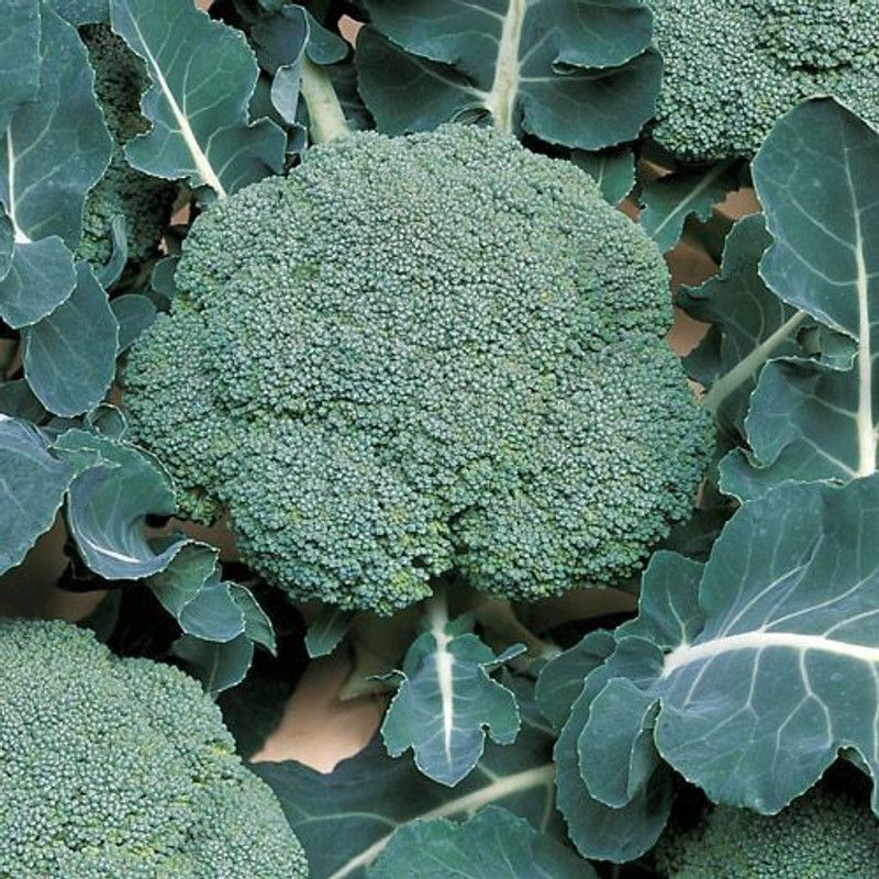 SAGAR Broccoli Seed  (315 per packet)