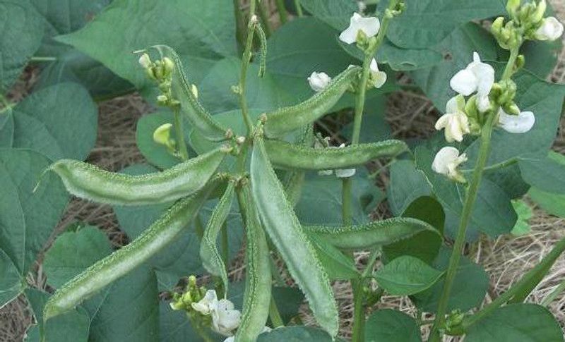 XOLDA Dolichos Seed  (53 per packet)