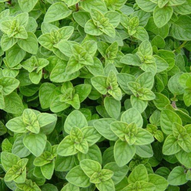 Mozette Oregano Seed  (42 per packet)