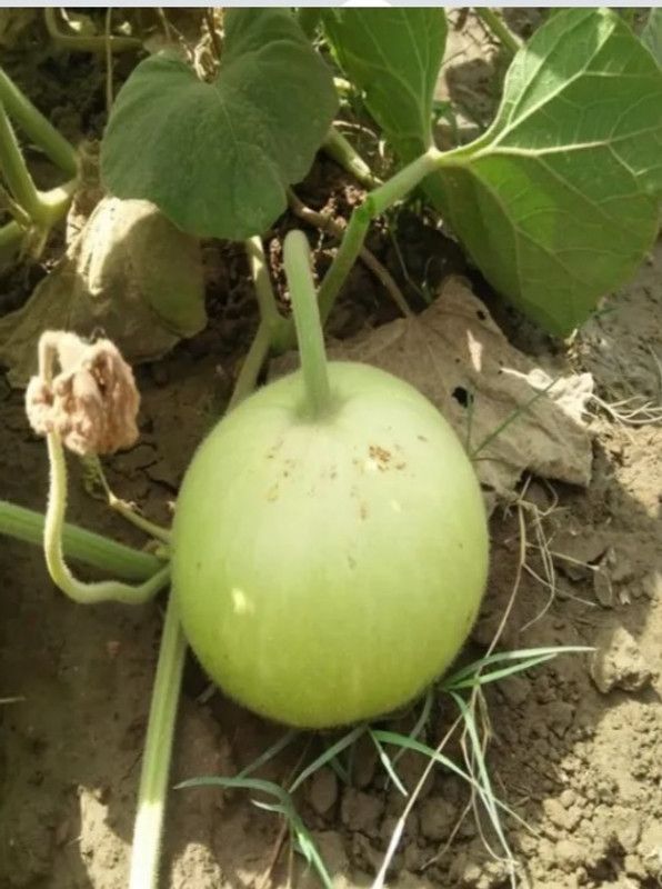UGRA Lauki Bottle Gourd Round Seed  (40 per packet)
