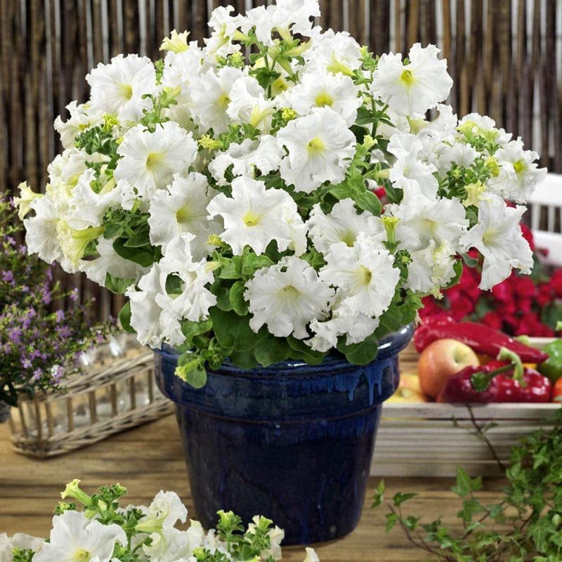 CYBEXIS XLR-57 - Petunia Multiflora White - (180 Seeds) Seed  (180 per packet)