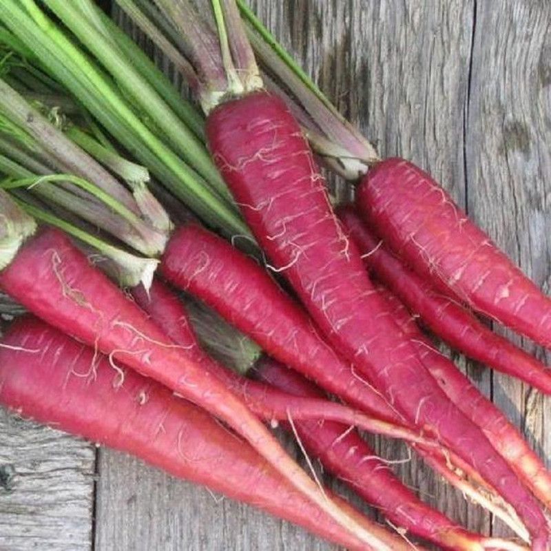 KRISHNA Red carrot Seed  (40 per packet)