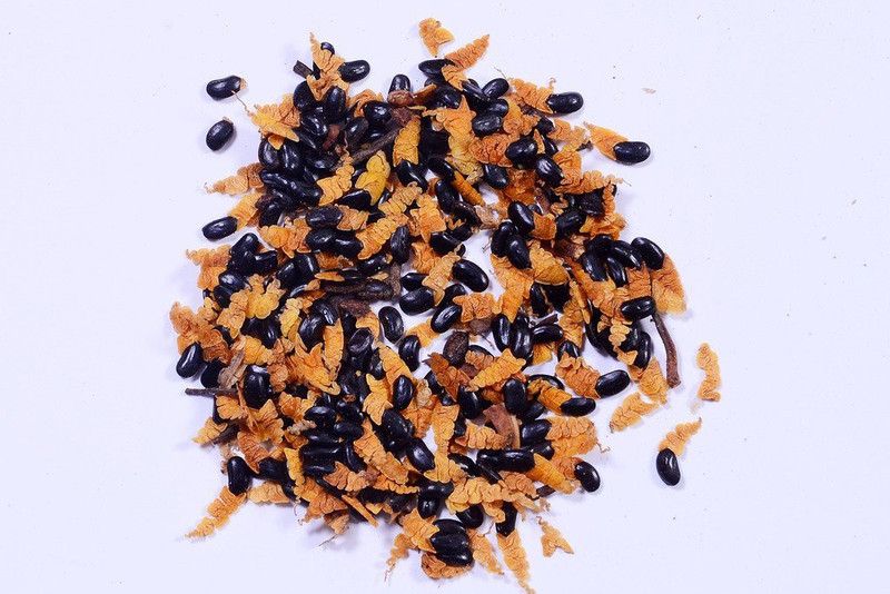Green India Australian Teak Seeds- (Acacia mangium Tree Seed) Pack of 10g Seed  (100 per packet)