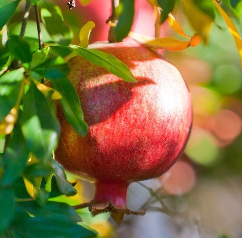 Mozette Pomegranate Anaar Seed  (45 per packet)