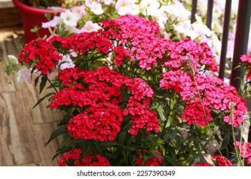 Mozette Exotic dianthus Seed  (10 per packet)