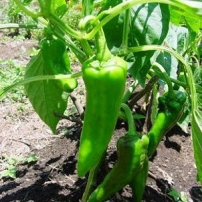 XOLDA Chilli vasuda Seed  (10 per packet)