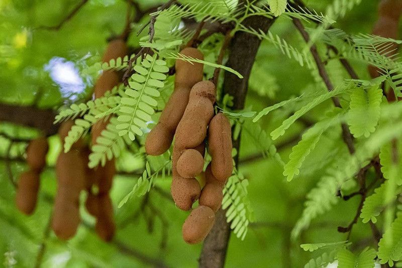 KANAYA IMLI KE BEEJ / TAMARIND SEEDS IMLEE KE BEEJ FOR Home Gardening Seed  (2 per packet)