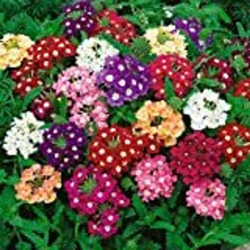PMB Exotic phlox twinkle Seed  (37 per packet)