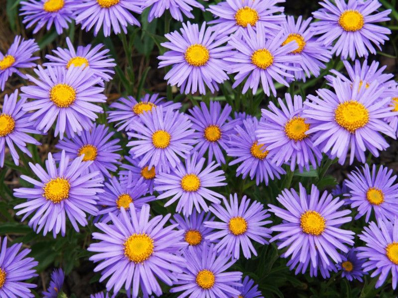 Nodoc Aster Hybrid Flower Seed  (15 per packet)