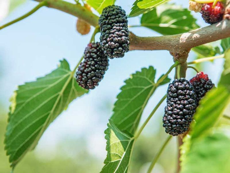 Mozette Mulberry fruit Seed  (18 per packet)