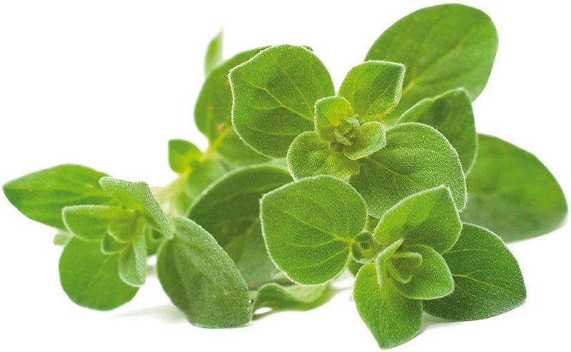 Mozette Oregano Plant Seed  (60 per packet)