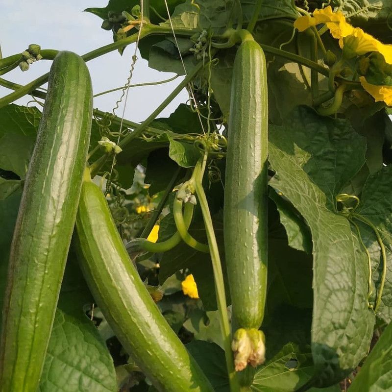 UGRA Sponge Gourd Long Seeds Seed  (60 per packet)