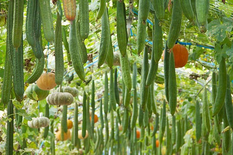 Splorias Ridge Gourd Seed  (50 per packet)